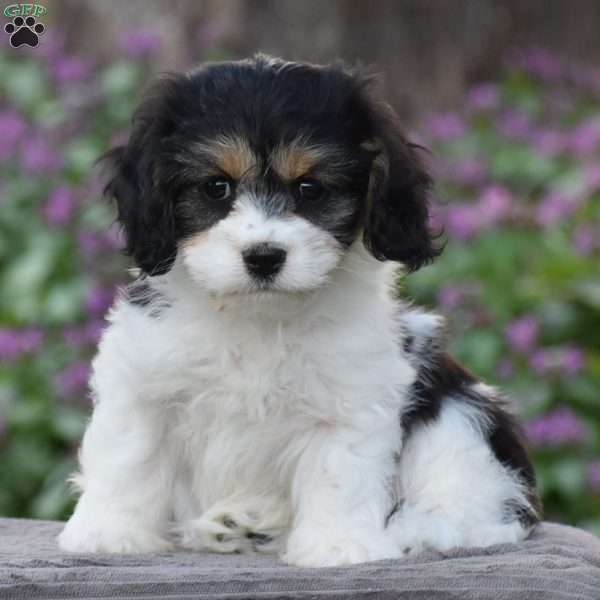 Vinny, Cavachon Puppy